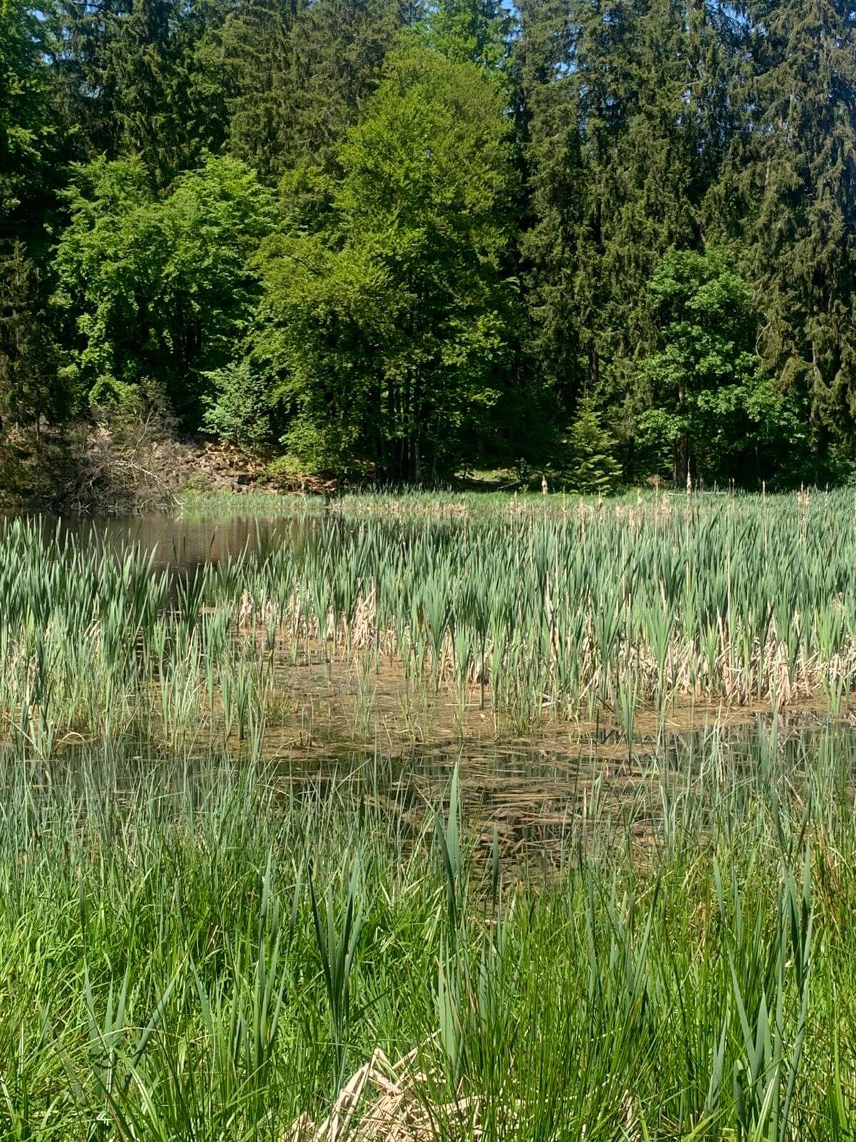 Teich